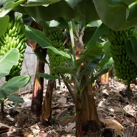 度假居 Finca El Apio