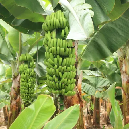 Finca El Apio