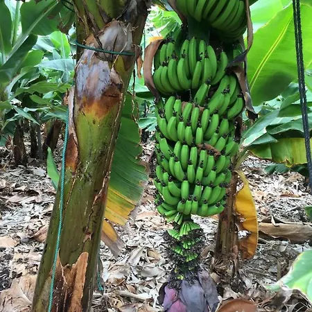Finca El Apio La Laguna (Tenerife)